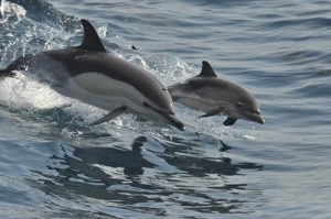 Exploring the Wildlife During a Dolphin Cruise