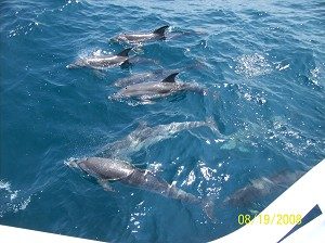 lg_102_0366